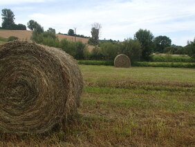 Fauche d'une zone humide